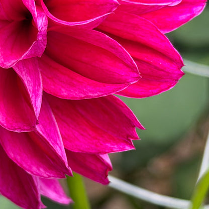 Gosia Fuschia Luscia