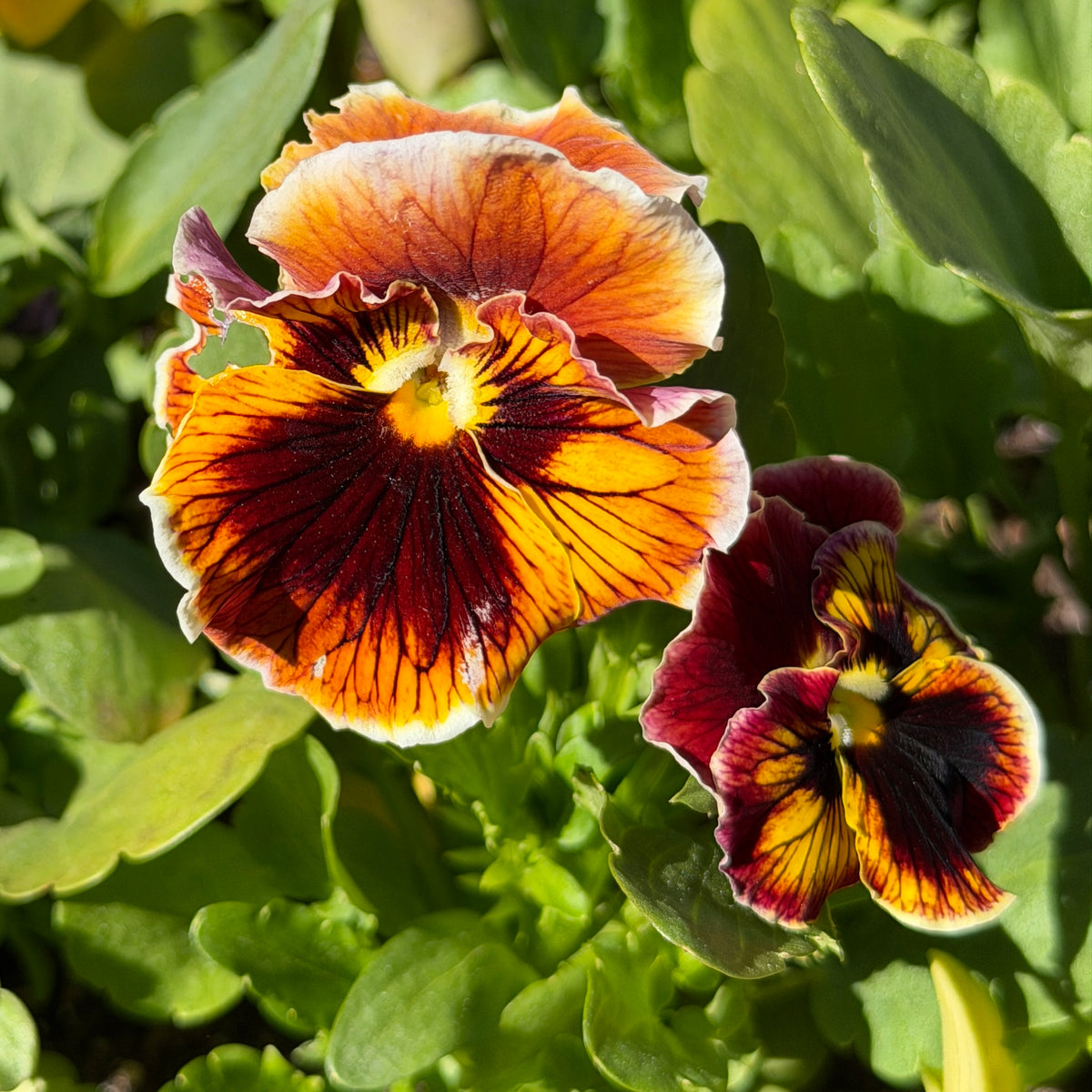 Italian Pansy 'Flamenco Terracotta' - 25 SEEDS