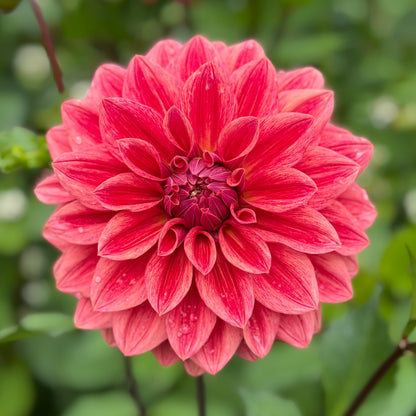 Lileah Russet Rose