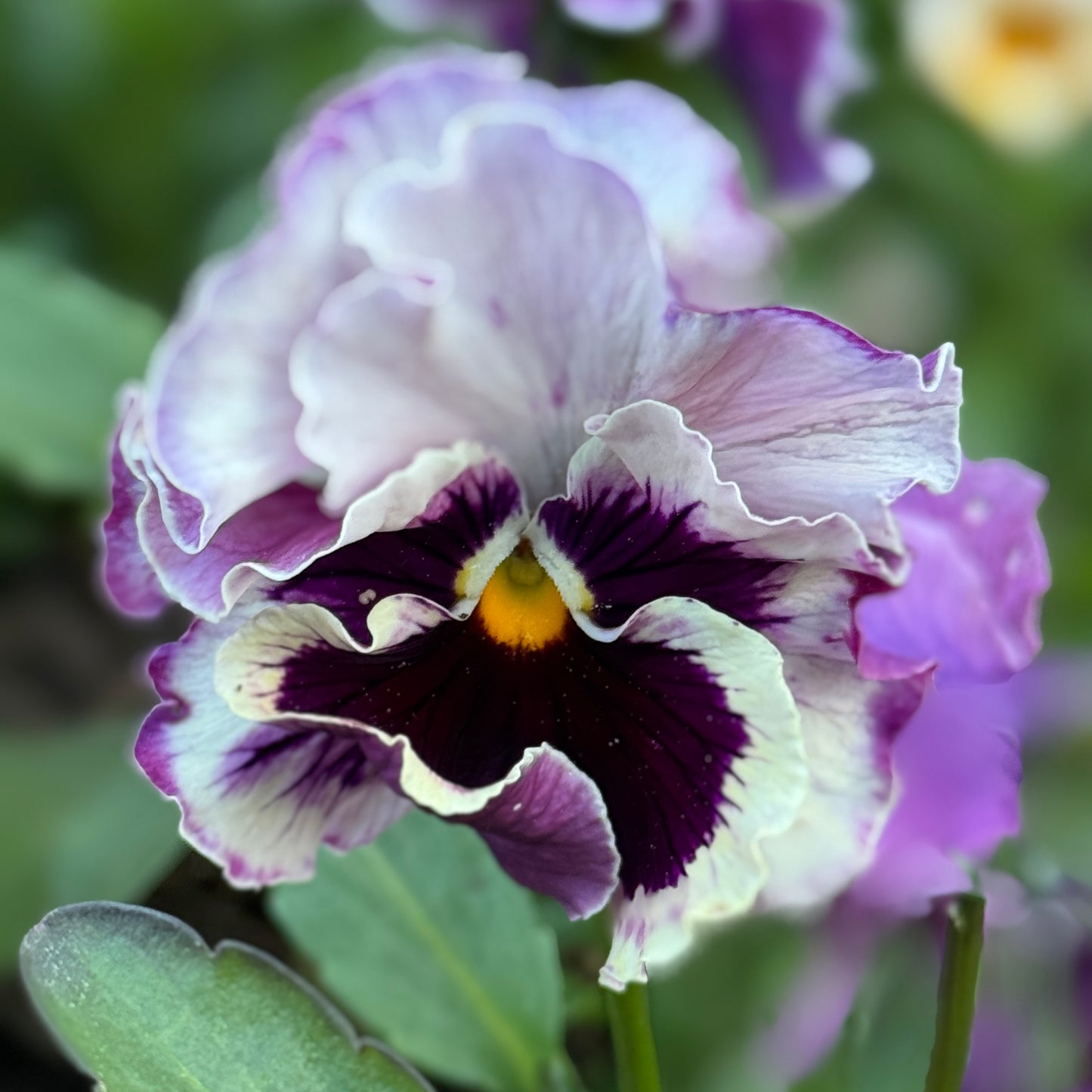 Italian Pansy 'Moulin Rouge Mixed’ - 25 SEEDS