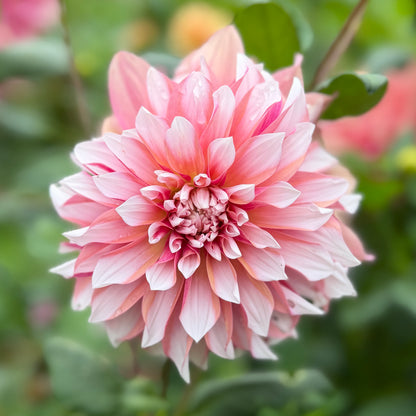 Everbloom Rosé