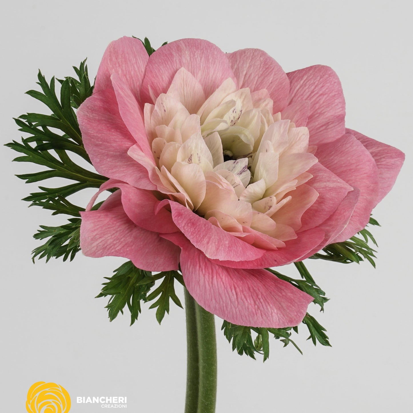 Italian Anemone 'Levante Rosa' - 25 SEEDS (COMING SOON)