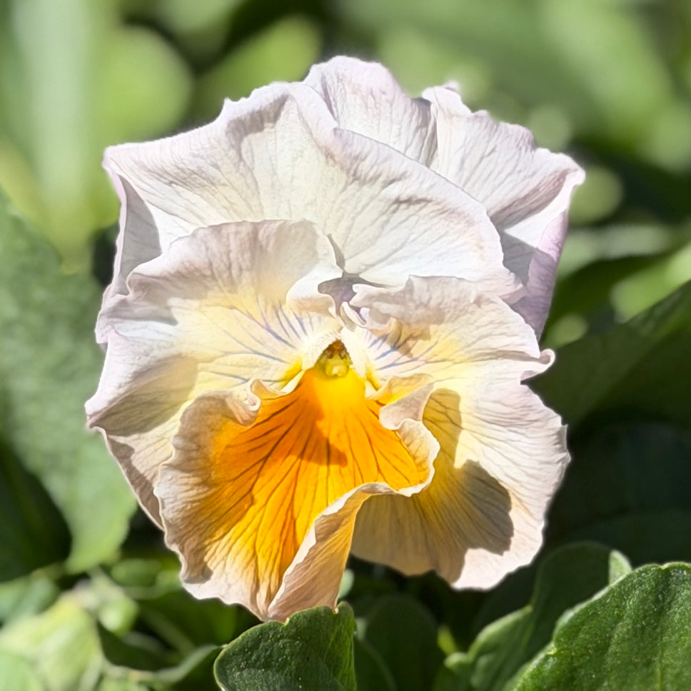 Italian Pansy 'Flamenco Soft Light Azure Limonette' - 25 SEEDS