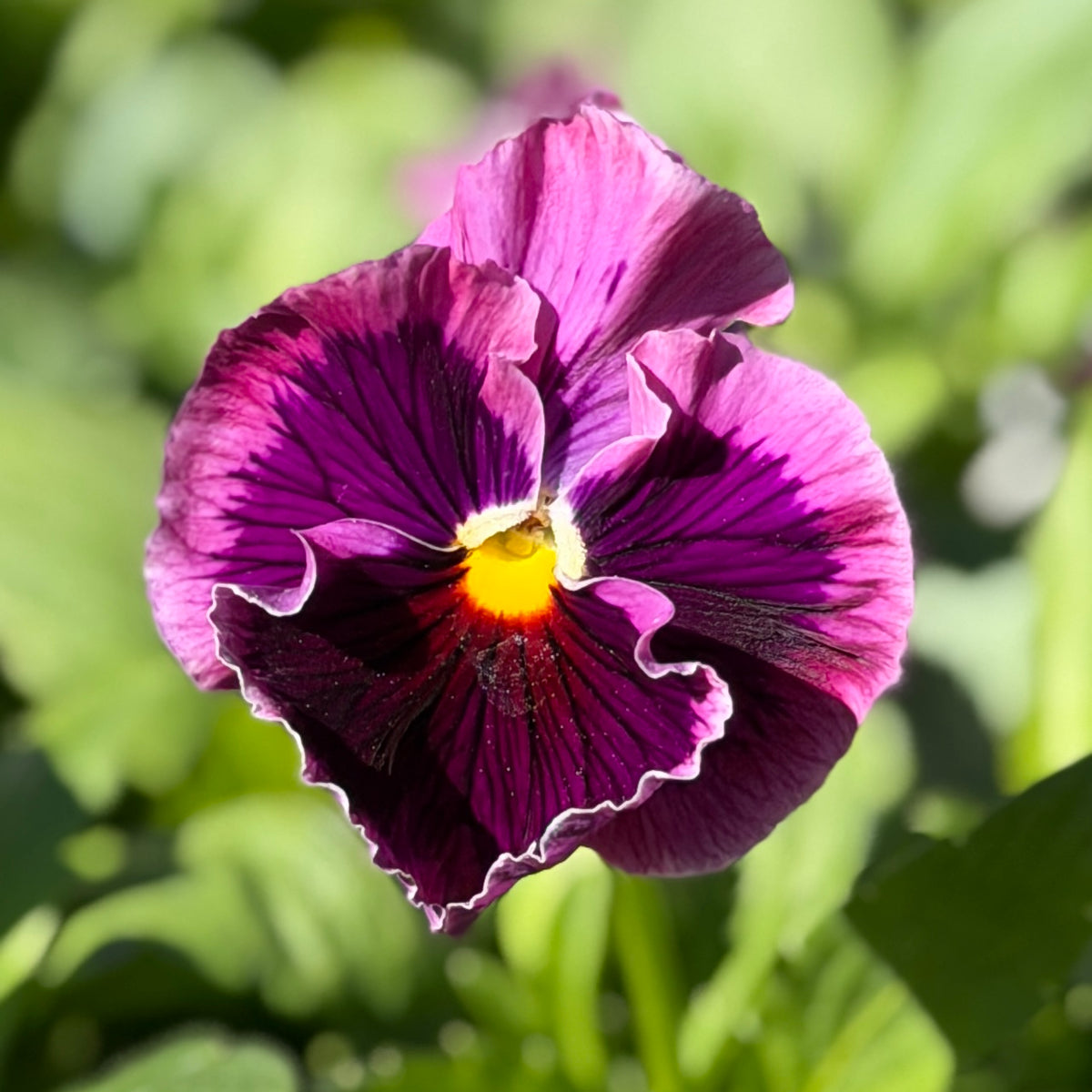 Italian Pansy 'Flamenco Tri-Colour Rose' - 25 SEEDS