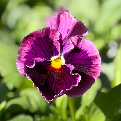 Italian Pansy 'Flamenco Tri-Colour Rose' - 25 SEEDS