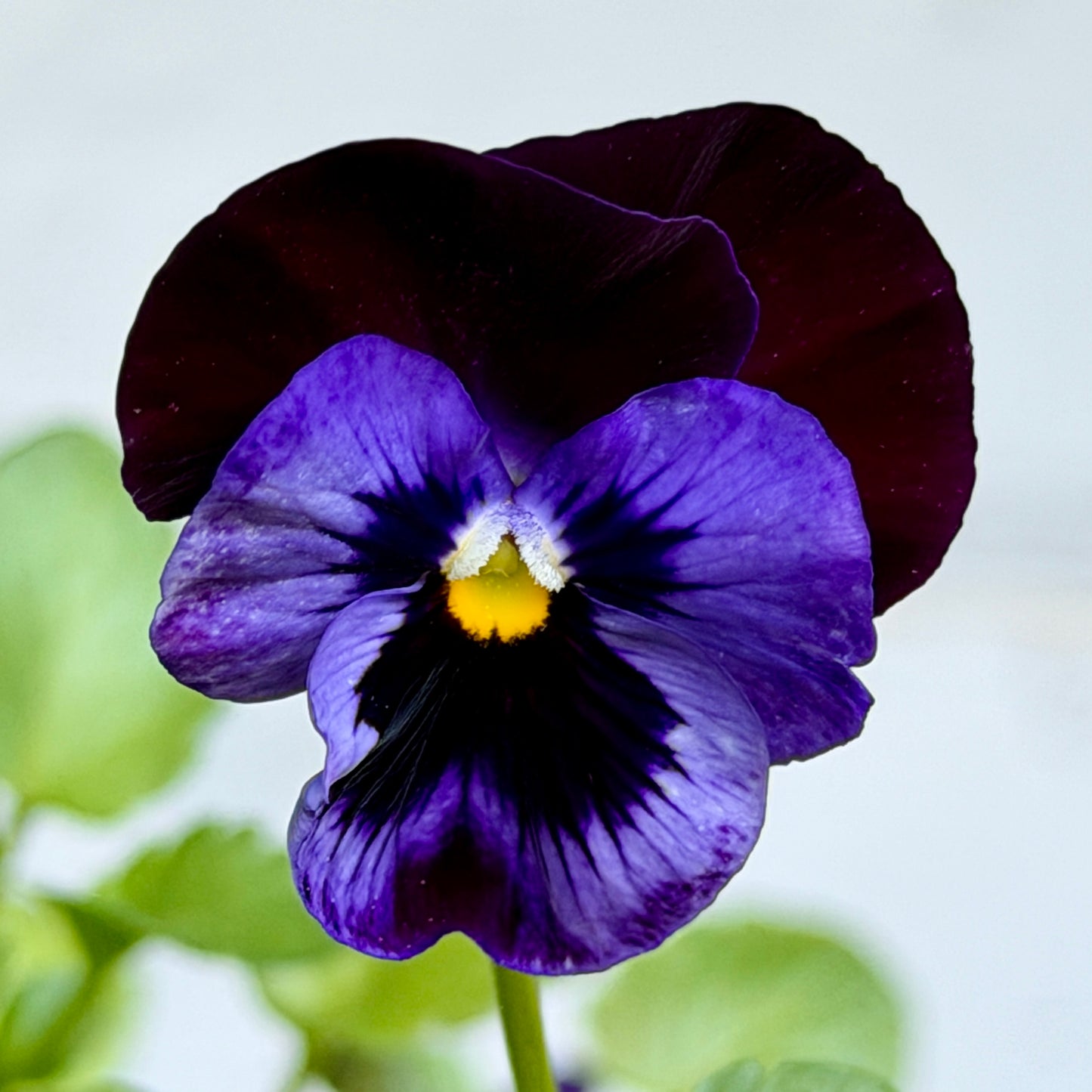 Italian Pansy 'Flamenco Blue' - 25 SEEDS