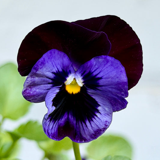 Italian Pansy 'Flamenco Blue' - 25 SEEDS
