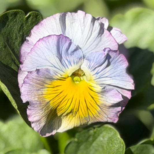 Italian Pansy 'Flamenco Soft Light Azure Limonette' - 25 SEEDS