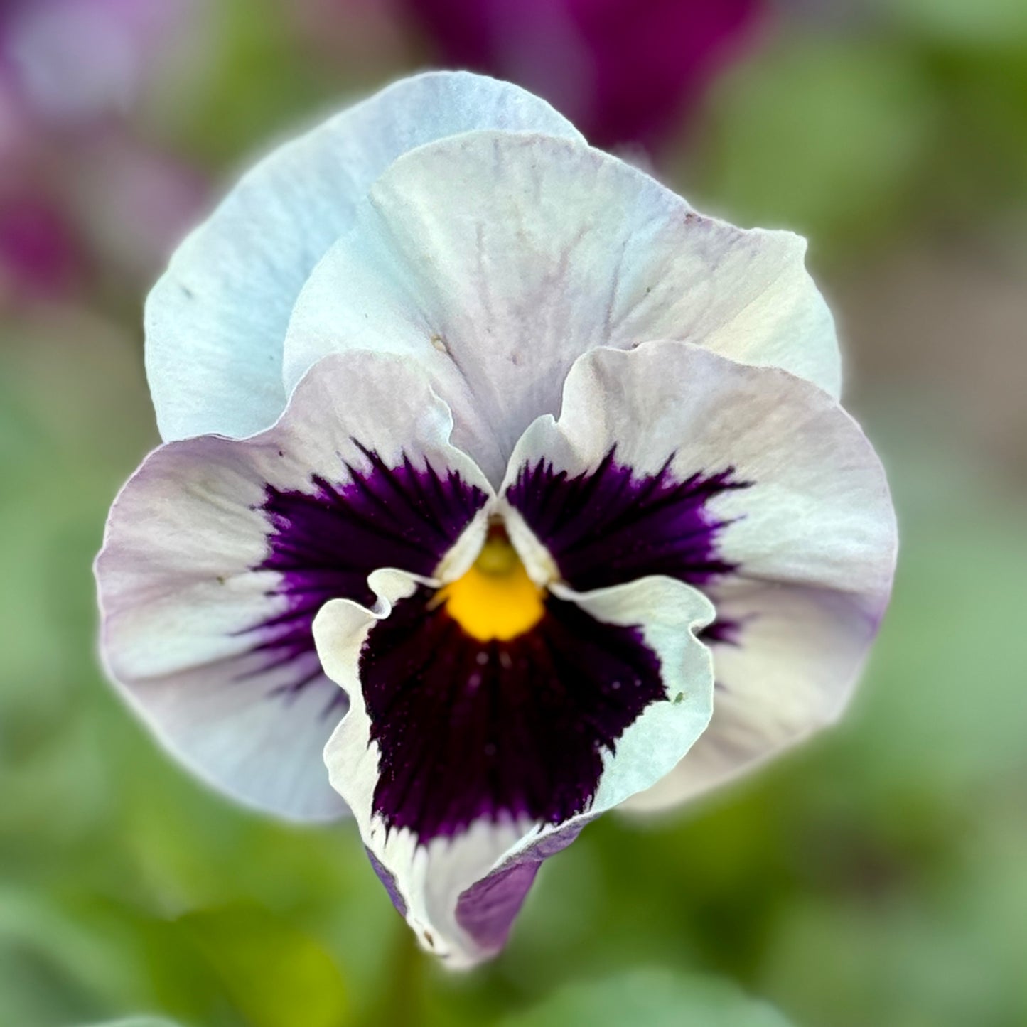 Italian Pansy 'Flamenco Tri-Colour Rose' - 25 SEEDS
