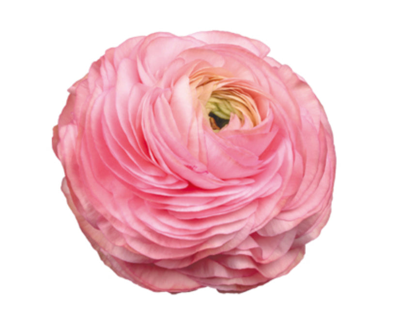 Italian Ranunculus 'Elegance Rosa Chiaro 77-15' - 25 SEEDS