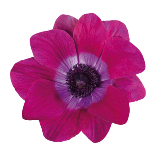 Italian Anemone 'Mistral Magenta' - 25 SEEDS (PRE-ORDER)