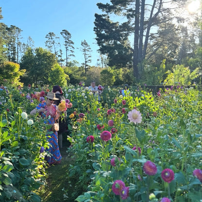 FRIDAY 20TH MAR - 'Golden Hour' Pick-Your-Own Bouquet Experience
