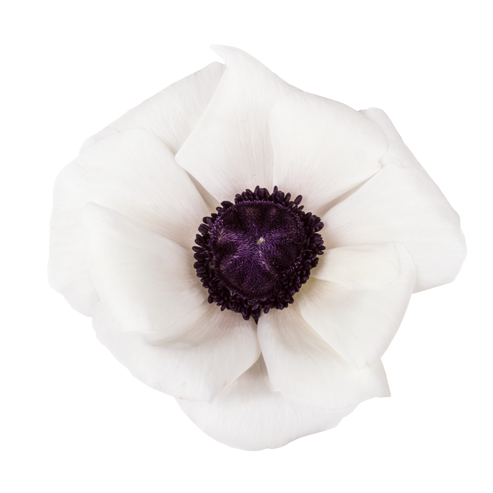 Italian Anemone 'Mistral Plus Panda Bianco' - 25 SEEDS (PRE-ORDER)