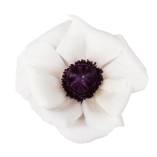 Italian Anemone 'Mistral Plus Panda Bianco' - 25 SEEDS (PRE-ORDER)