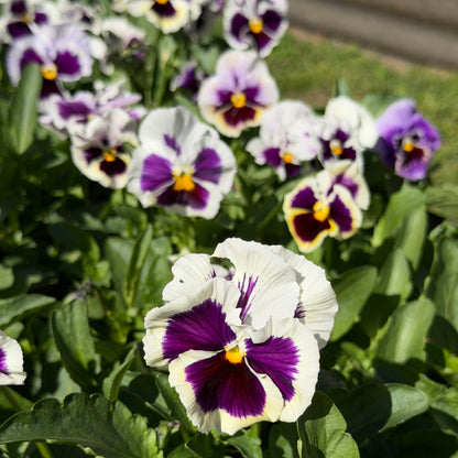 Italian Pansy 'Flamenco White with Blotch' - 25 SEEDS