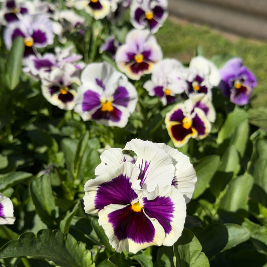 Italian Pansy 'Flamenco White with Blotch' - 25 SEEDS