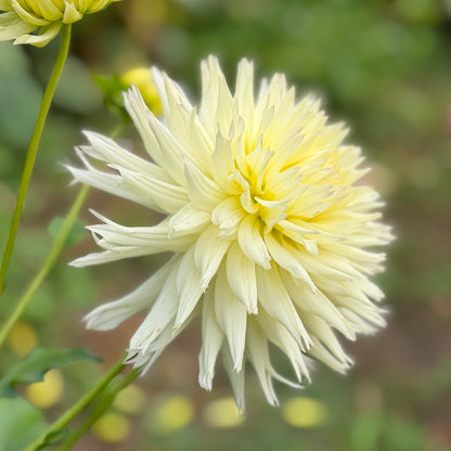Aitara Ace of White