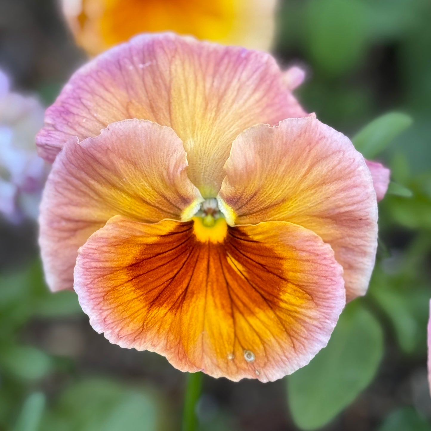 Italian Pansy 'Chianti Mixed' - 25 SEEDS