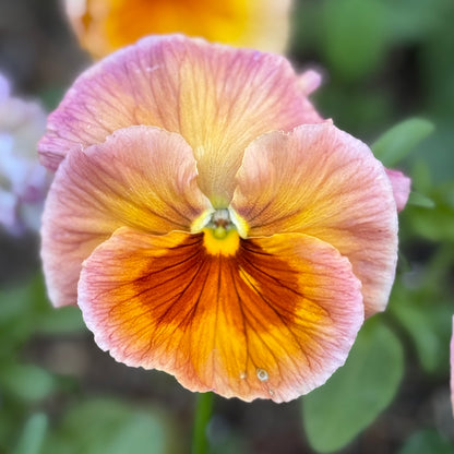 Italian Pansy 'Chianti Mixed' - 25 SEEDS