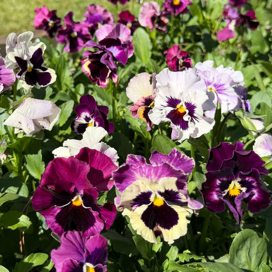 Italian Pansy 'Moulin Rouge Mixed’ - 25 SEEDS