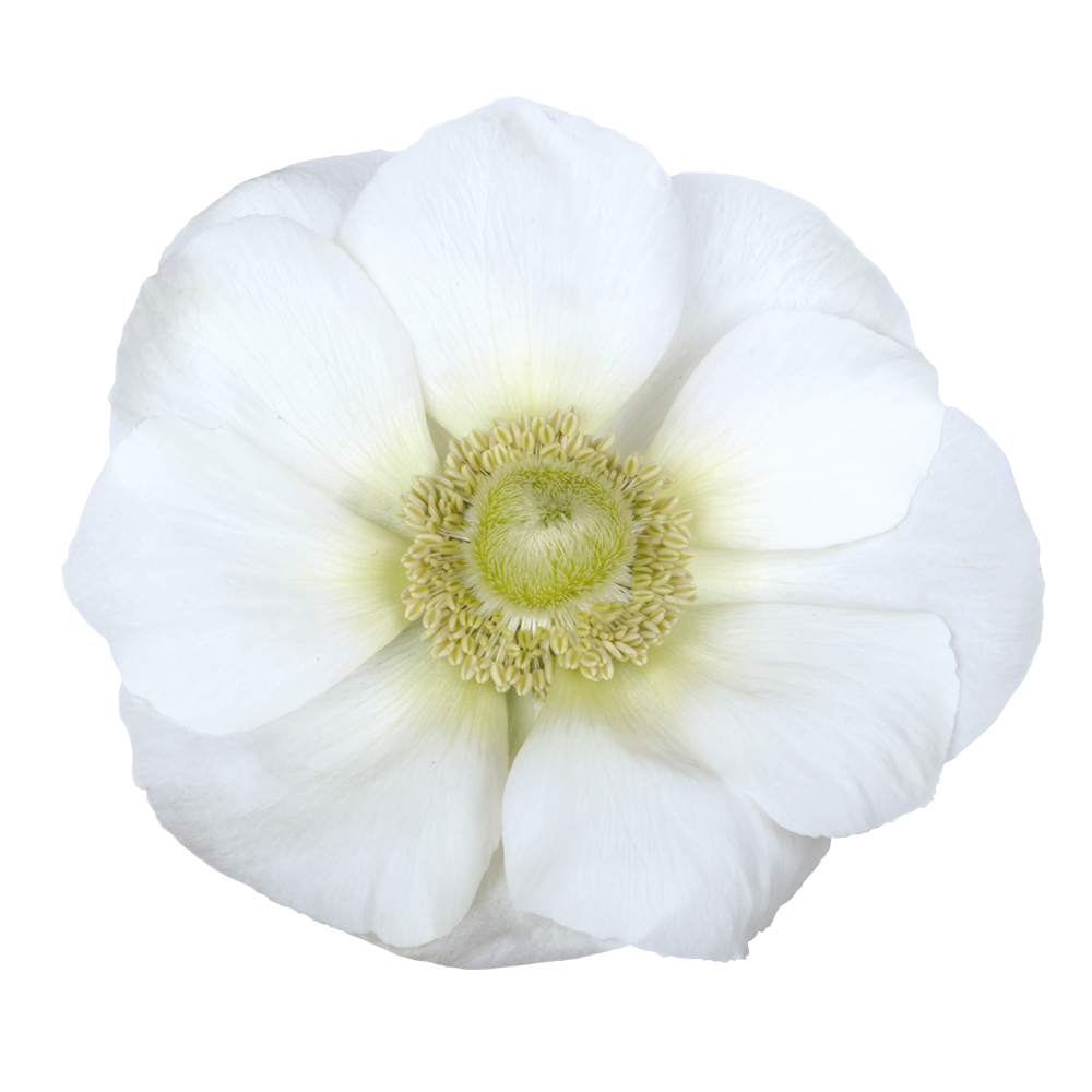 Italian Anemone 'Mistral Plus Bianco’ - 25 SEEDS (PRE-ORDER)