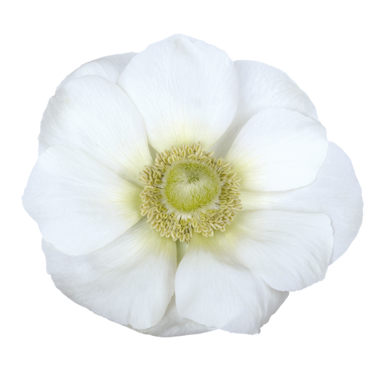 Italian Anemone 'Mistral Plus Bianco’ - 25 SEEDS (PRE-ORDER)