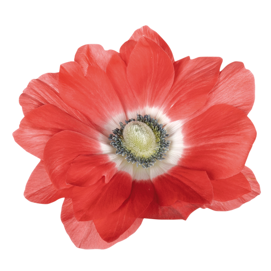 Italian Anemone 'Mistral Salmone’ - 25 SEEDS (PRE-ORDER)