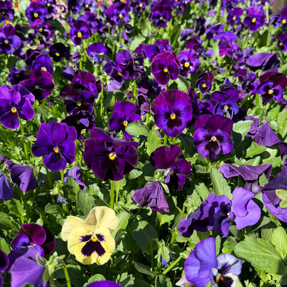 Italian Pansy 'Flamenco Blue' - 25 SEEDS