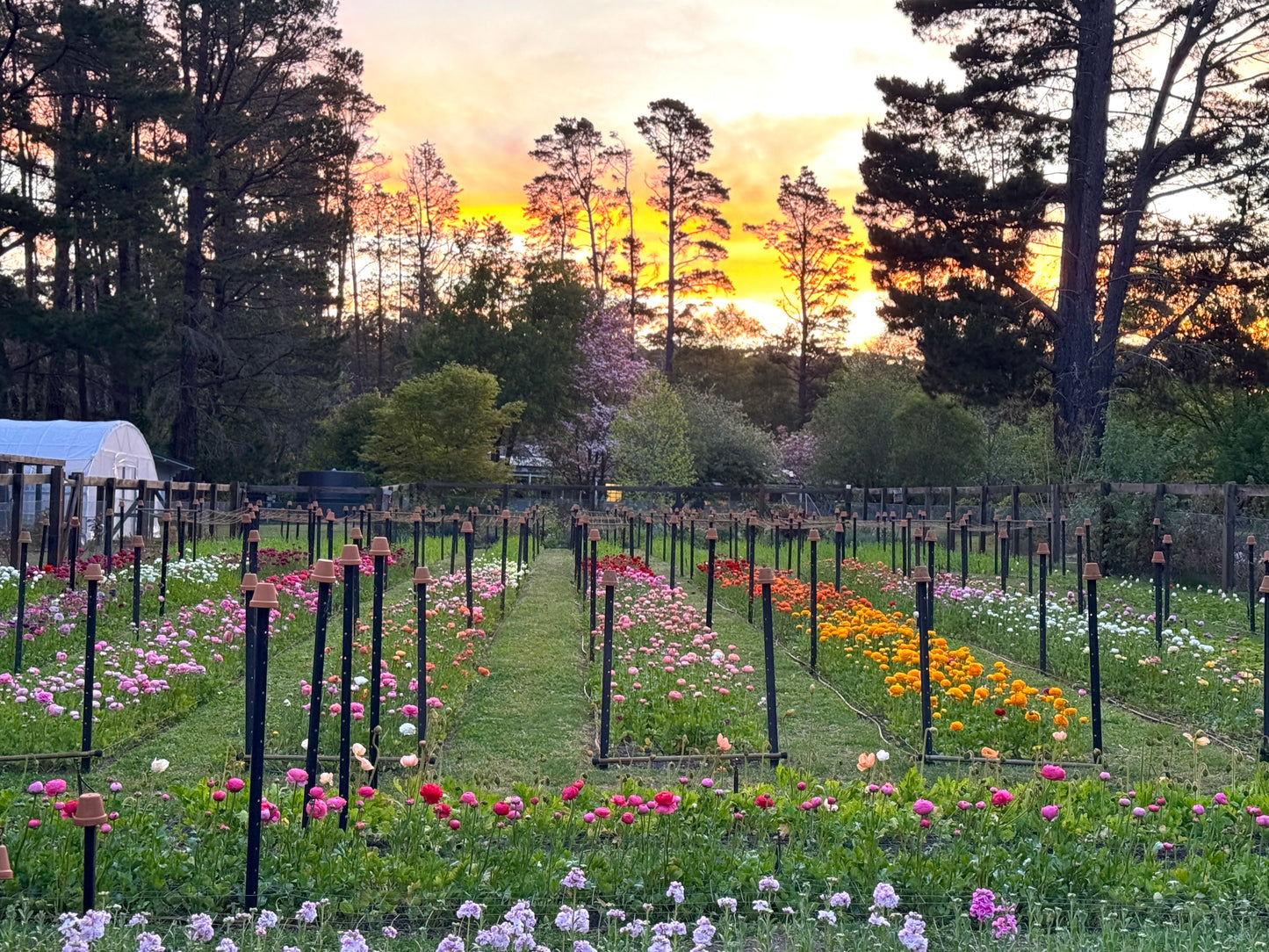 SATURDAY 3RD OCT - 'Golden Hour' Pick-Your-Own Bouquet Experience (4:30-6:30pm)
