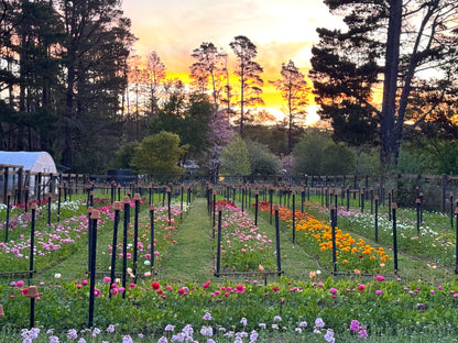 SATURDAY 3RD OCT - 'Golden Hour' Pick-Your-Own Bouquet Experience (4:30-6:30pm)