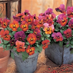 Pansy 'Nature Mulberry Shades' - 25 SEEDS