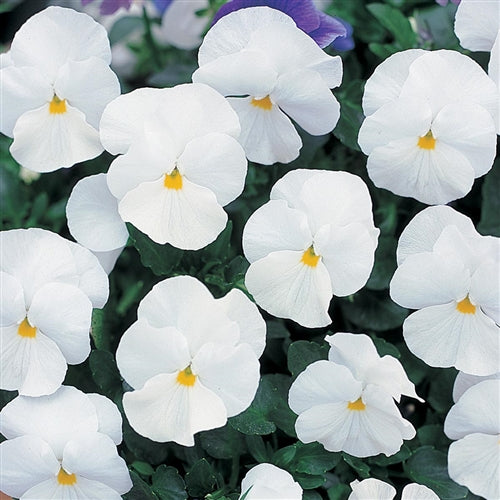 Pansy 'Nature White' - 25 SEEDS