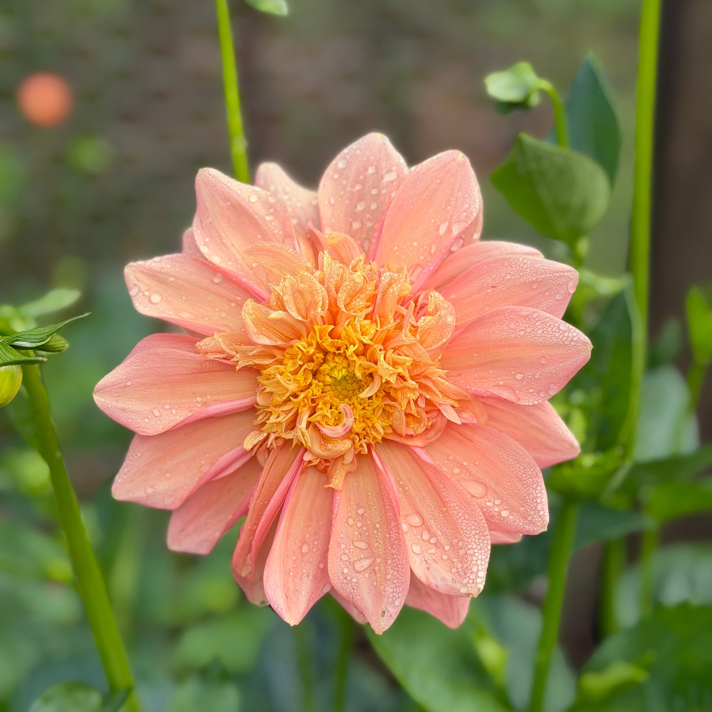 Everbloom Lioness