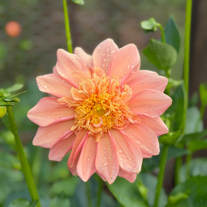 Everbloom Lioness