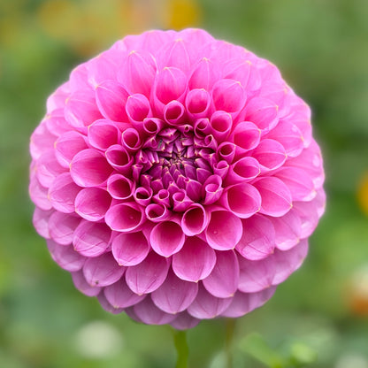 Florelie Lizzie Lou