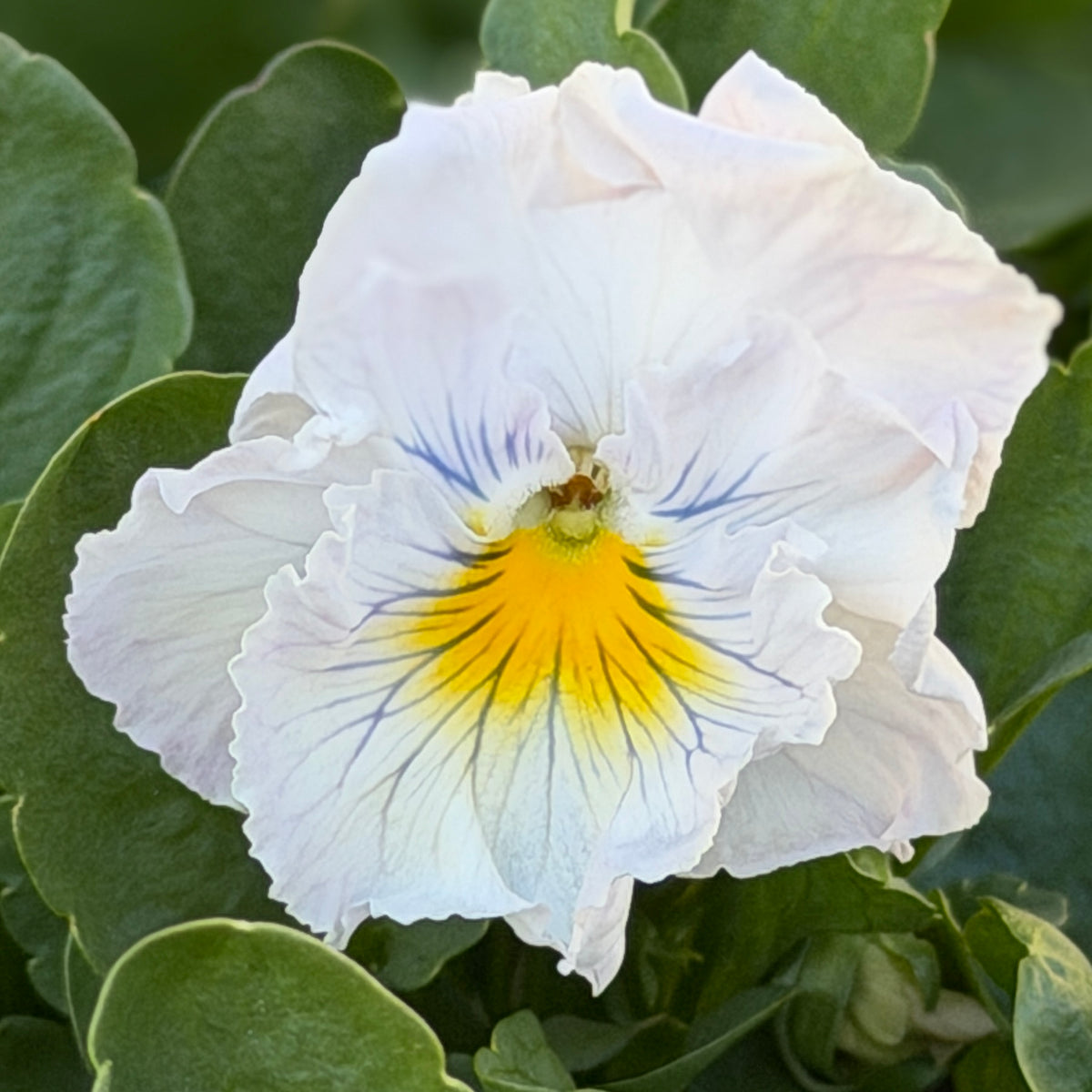 Italian Pansy 'Flamenco Soft Light Azure Limonette' - 25 SEEDS