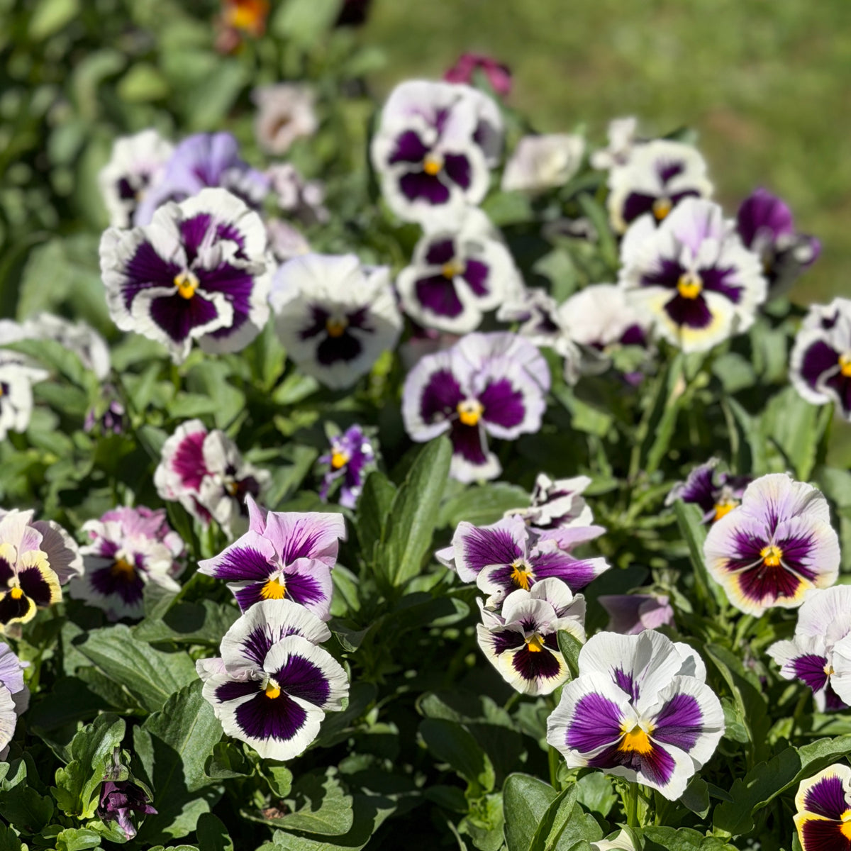 Italian Pansy 'Flamenco White with Blotch' - 25 SEEDS