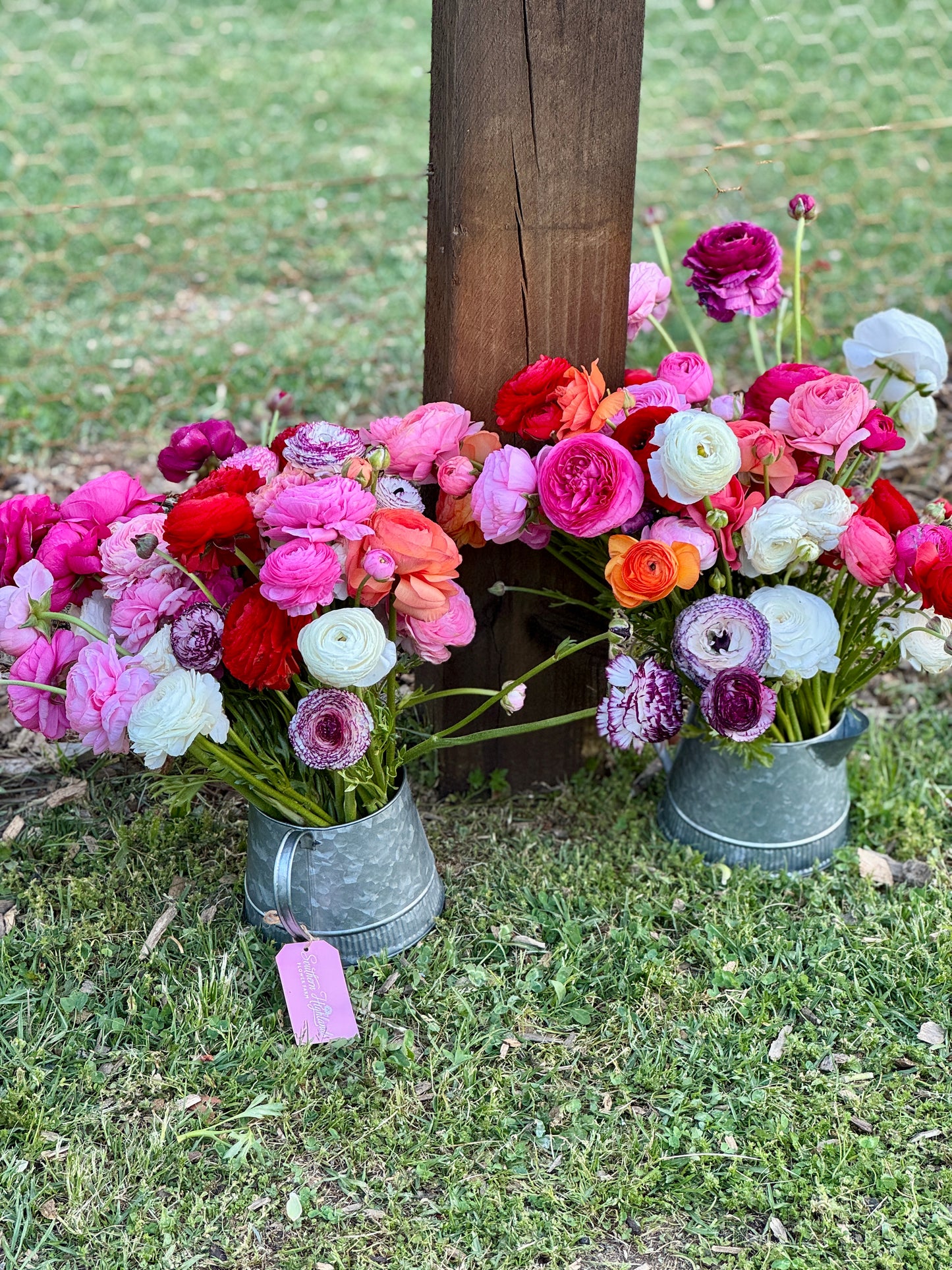 SATURDAY 3RD OCT - 'Golden Hour' Pick-Your-Own Bouquet Experience (4:30-6:30pm)