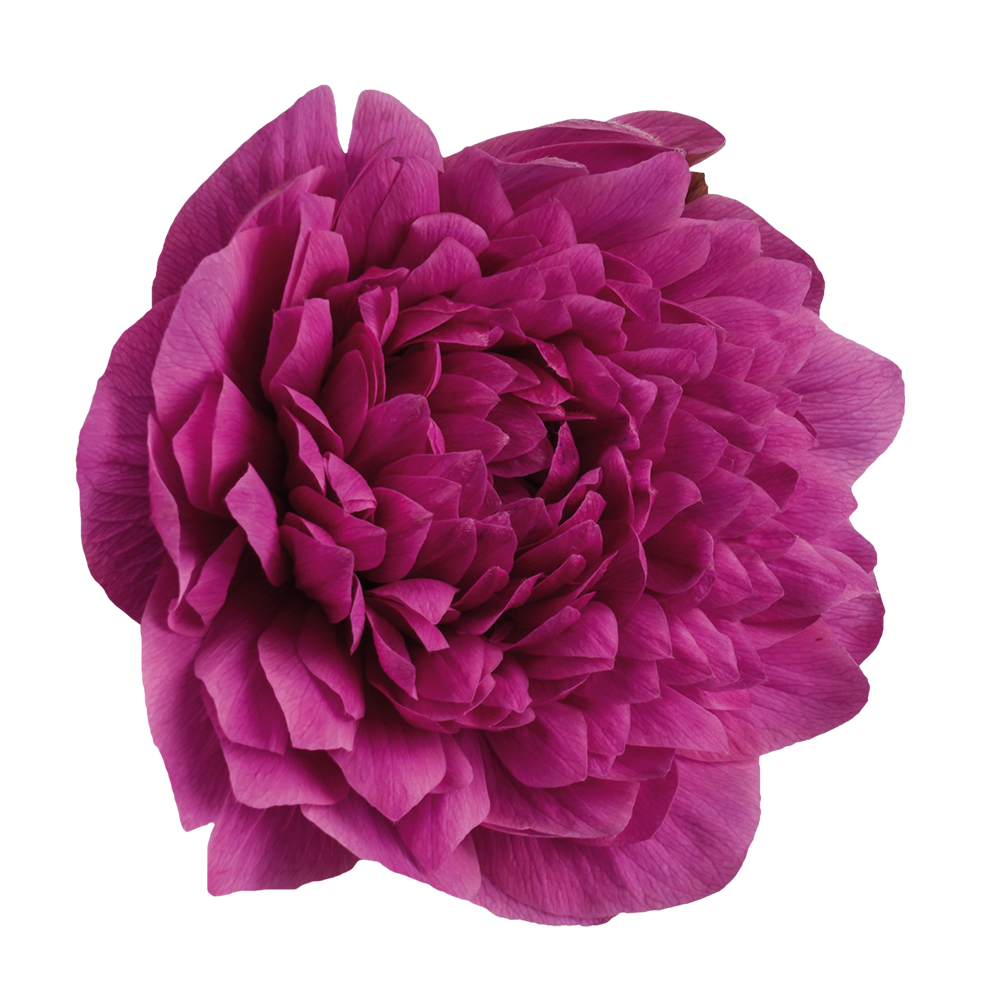 Italian Anemone 'Levante Fucsia' - 25 SEEDS (PRE-ORDER)