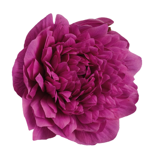 Italian Anemone 'Levante Fucsia' - 25 SEEDS (PRE-ORDER)