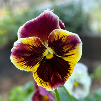 Italian Pansy 'Chianti Mixed' - 25 SEEDS