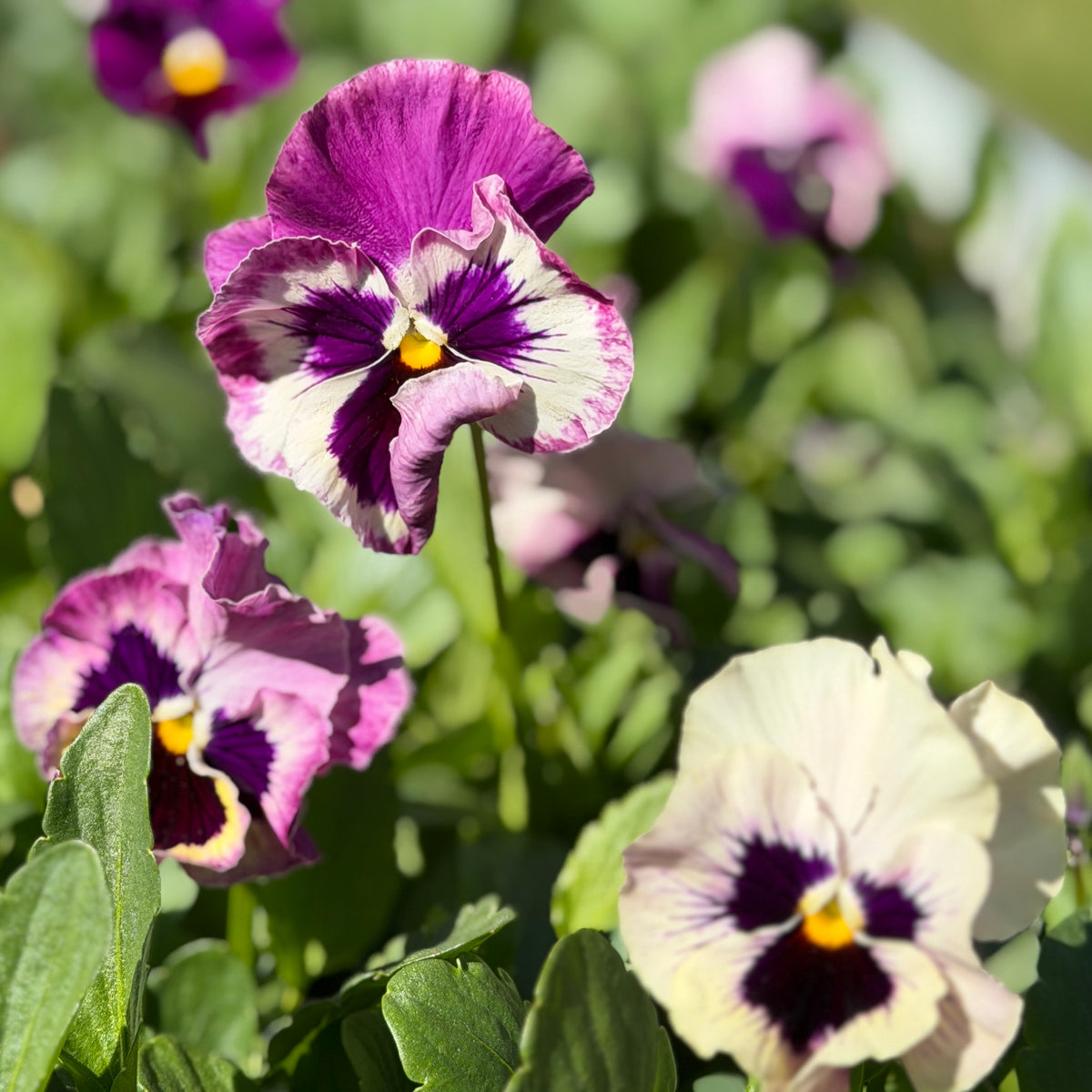 Italian Pansy 'Flamenco Tri-Colour Rose' - 25 SEEDS