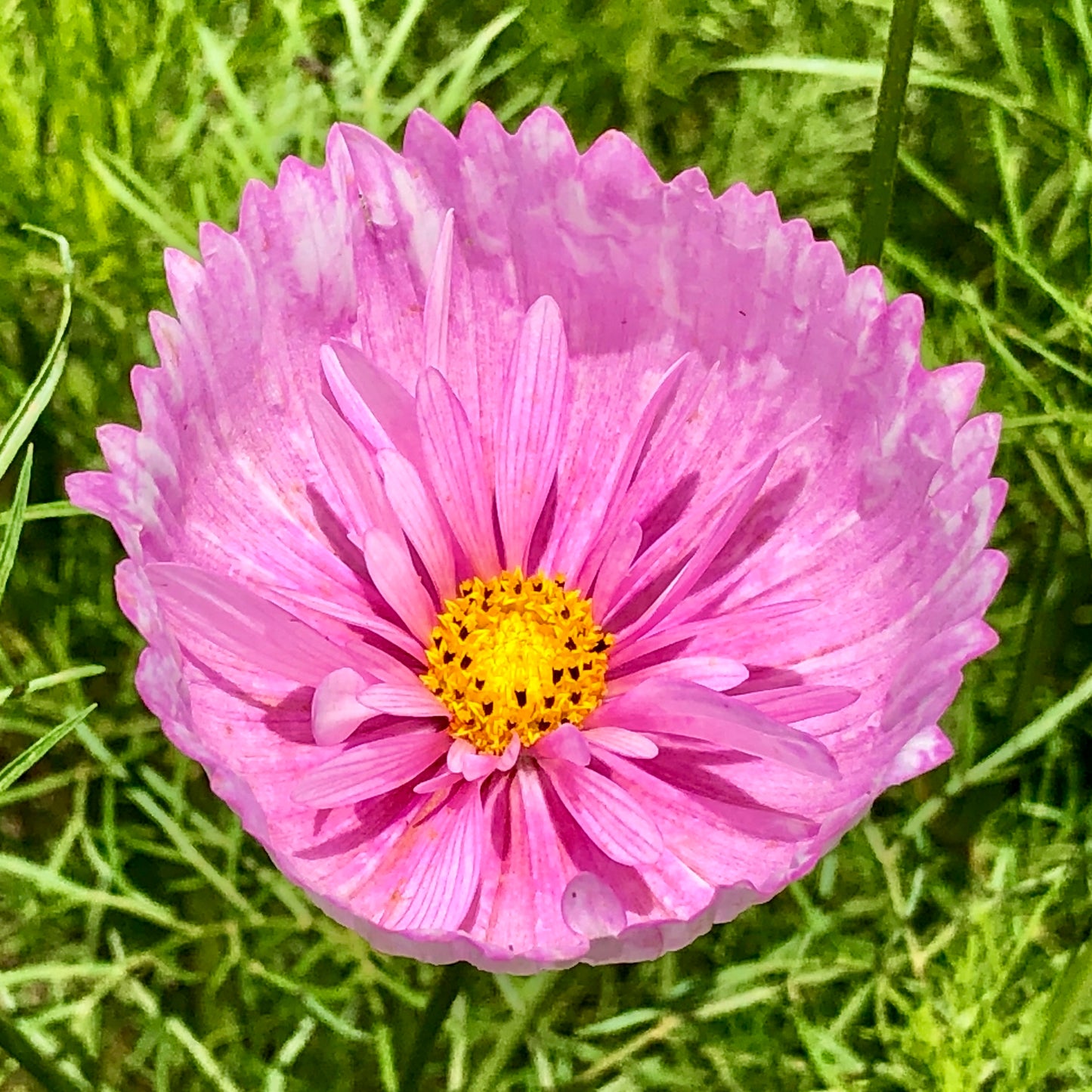 Cosmos 'Cupcake Mix' - 25 SEEDS