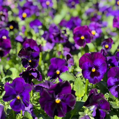 Italian Pansy 'Flamenco Blue' - 25 SEEDS