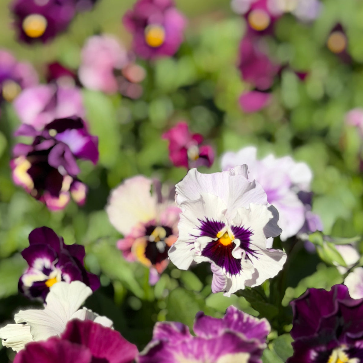 Italian Pansy 'Moulin Rouge Mixed’ - 25 SEEDS