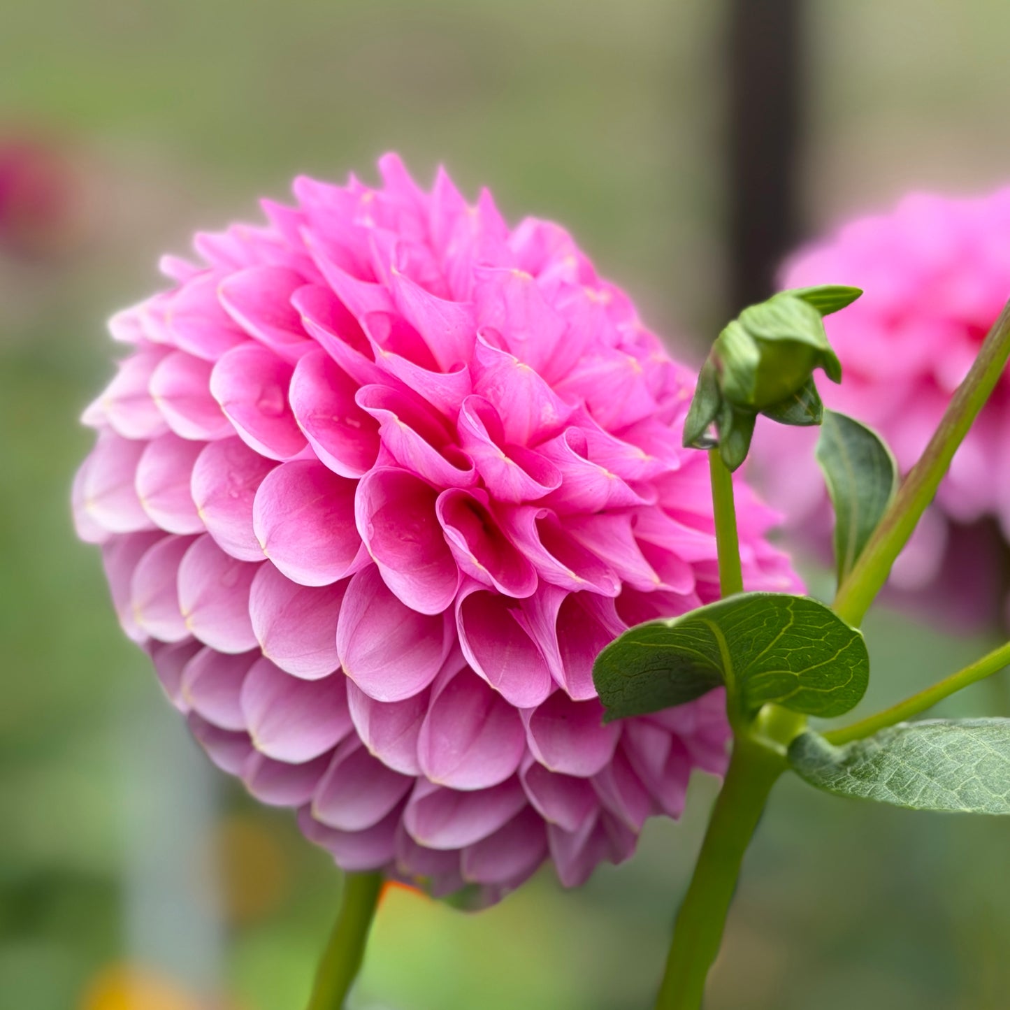 Florelie Lizzie Lou