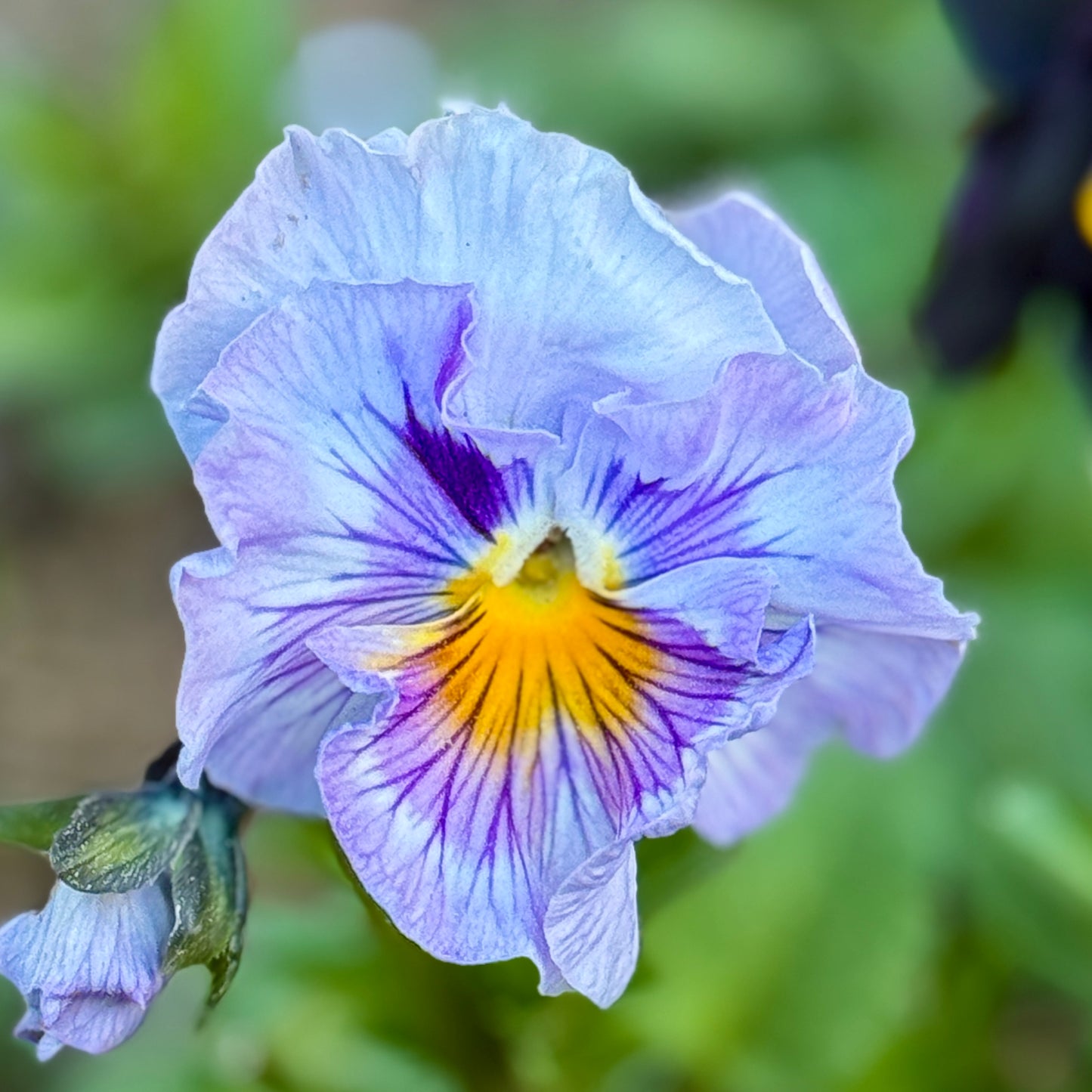 Italian Pansy 'Sweet Pea Mixed' - 25 SEEDS