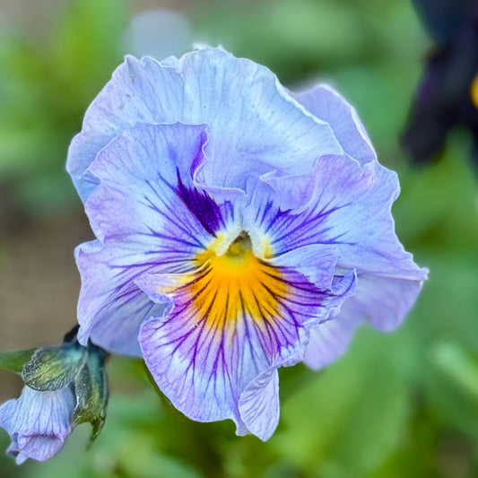 Italian Pansy 'Sweet Pea Mixed' - 25 SEEDS