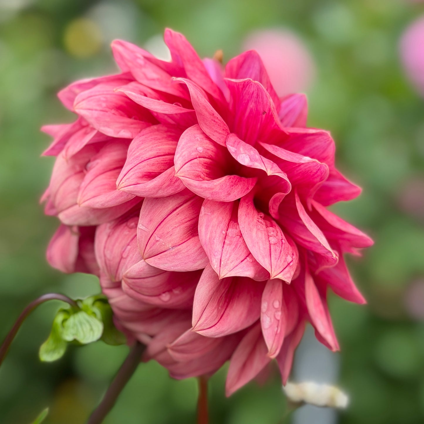 Lileah Russet Rose