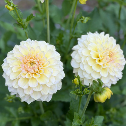 E. Seedling 5